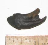 Squalodon Whale Tooth